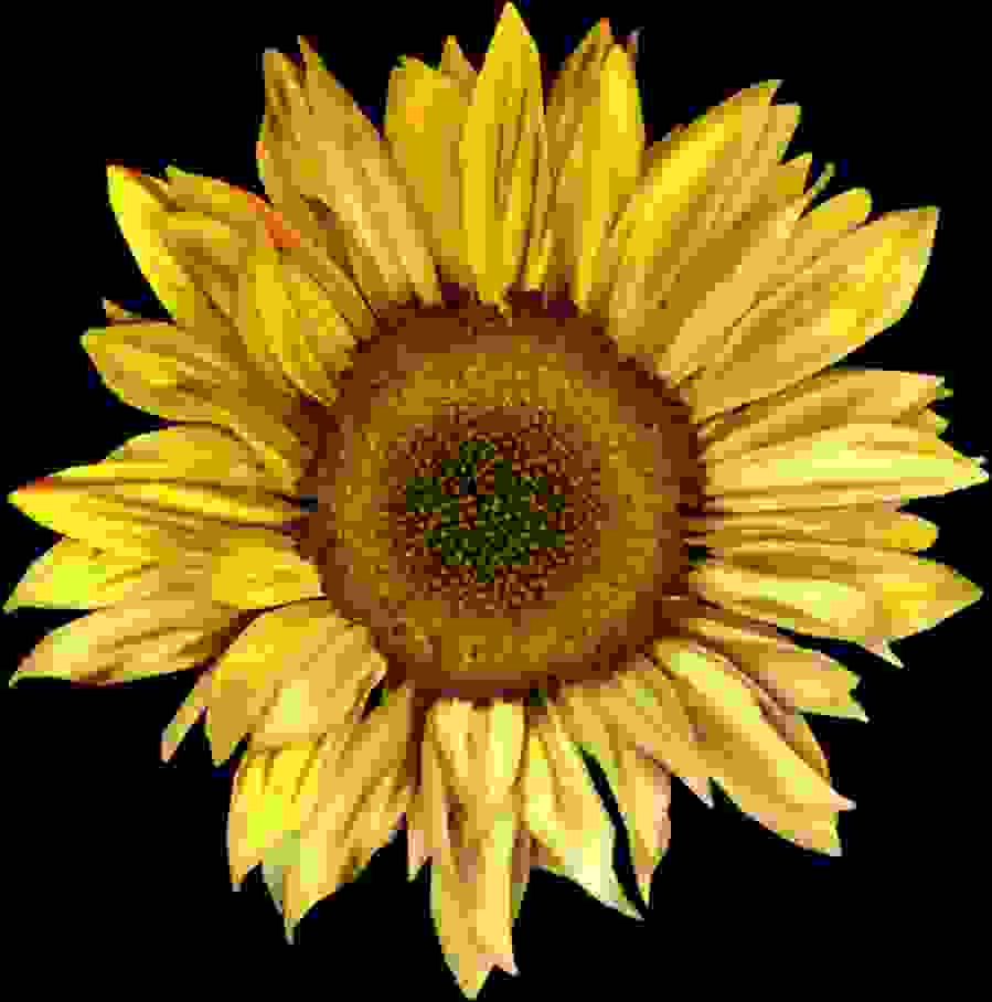 Centered Image